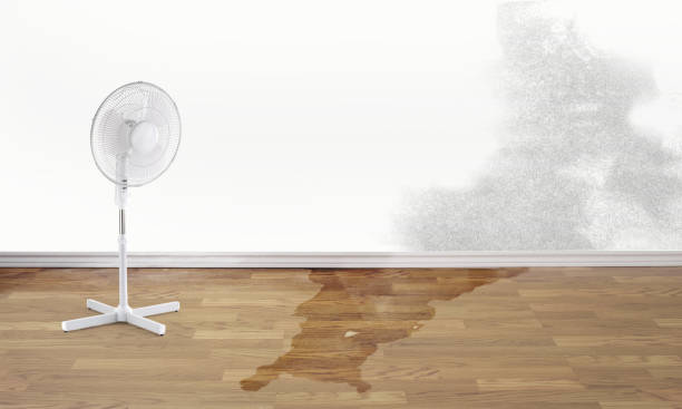 Best Mold removal after water damage  in Los Gatos, CA